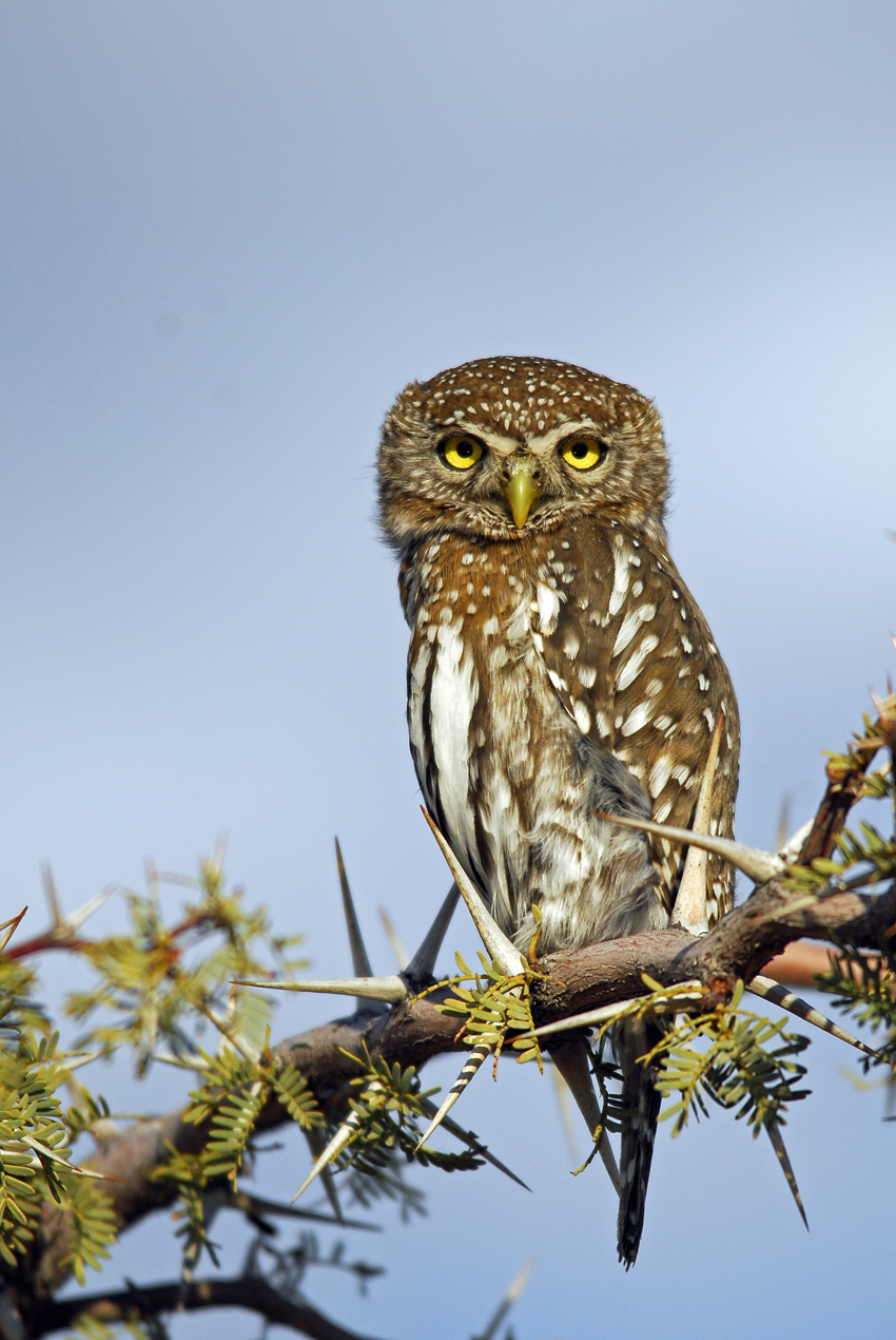 Tswalu Kalahari South Africa 77