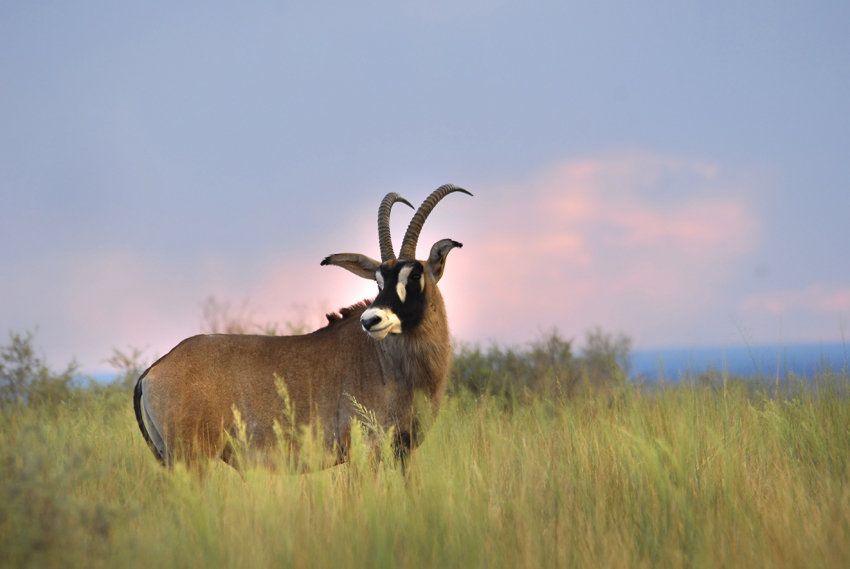 Tswalu Kalahari South Africa 81