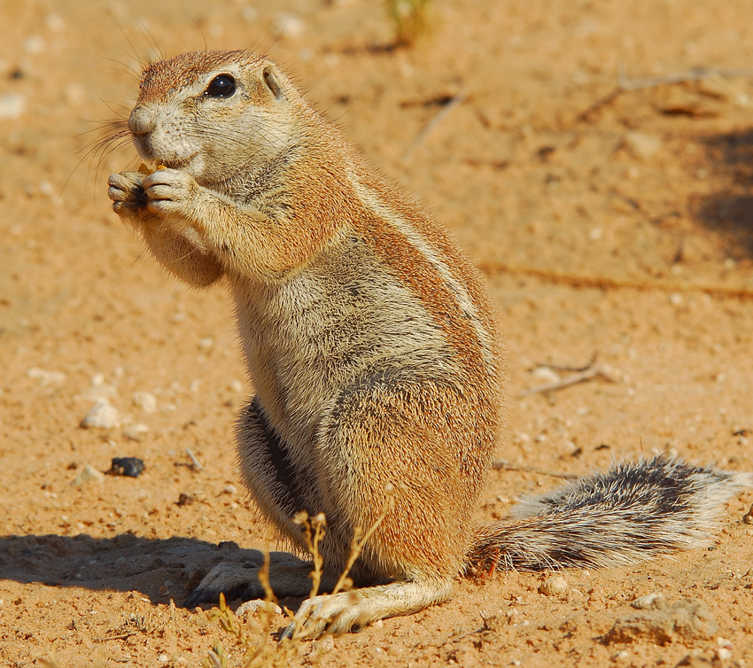 Tswalu Kalahari South Africa 85