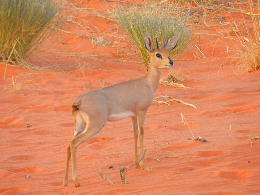 Tswalu Kalahari South Africa 86