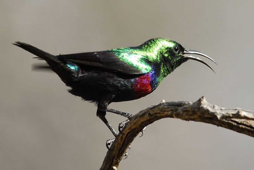 Tswalu Kalahari South Africa 87