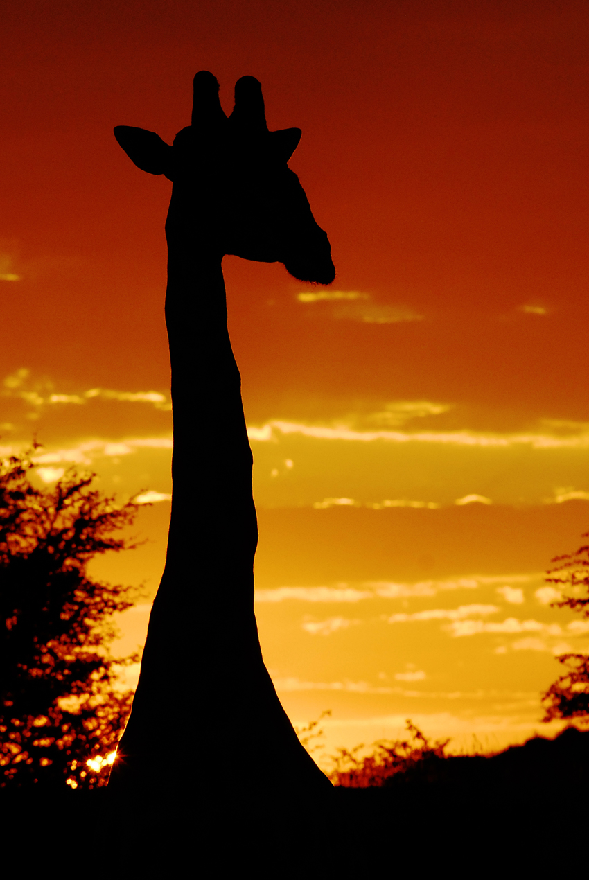 Tswalu Kalahari South Africa 90