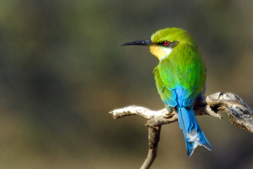 Tswalu Kalahari South Africa 91
