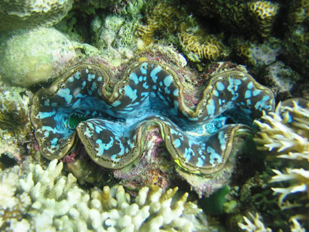 Pemuteran Bali Indonesia 3 