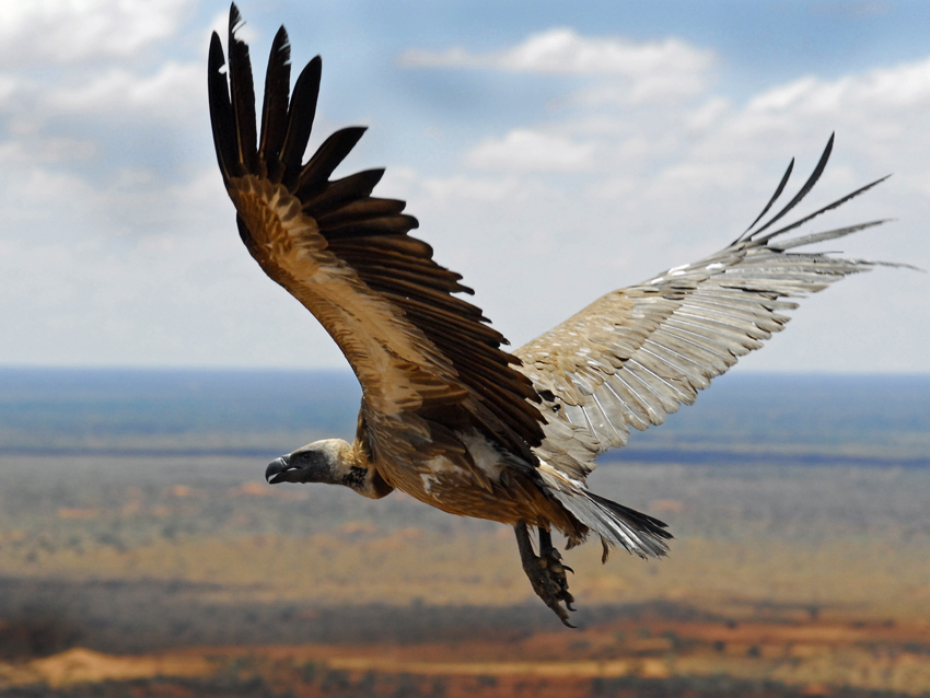 Tswalu Kalahari South Africa 111