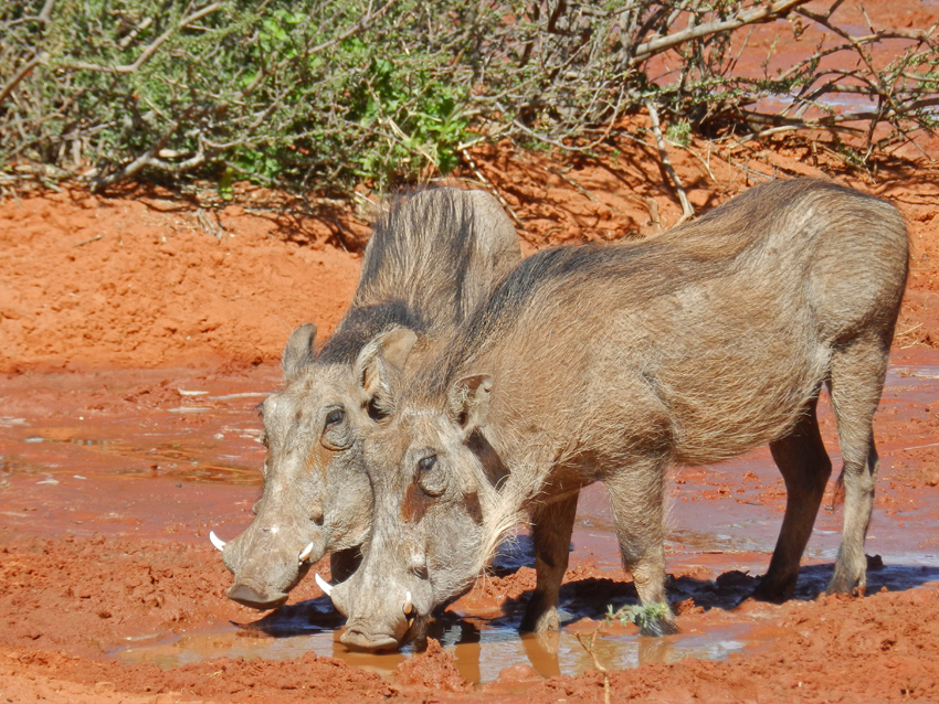 Tswalu Kalahari South Africa 113
