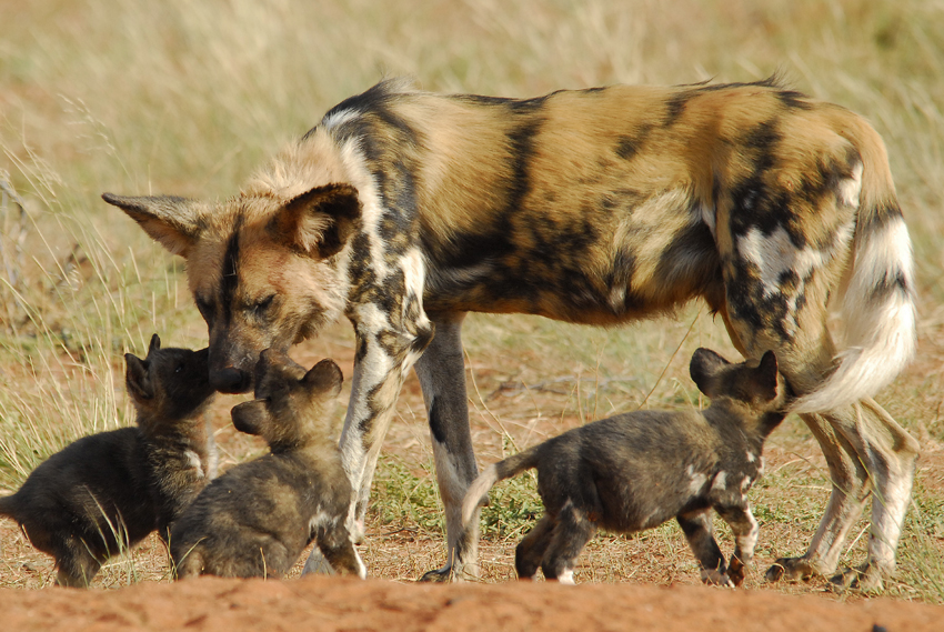 Tswalu Kalahari South Africa 114