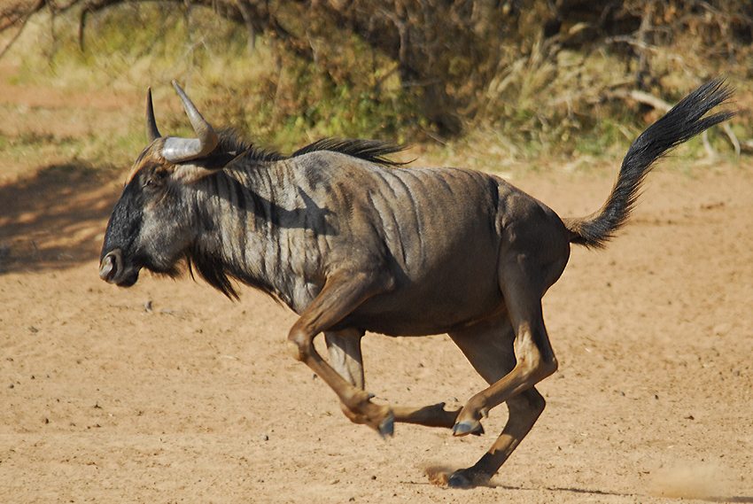Tswalu Kalahari South Africa 115