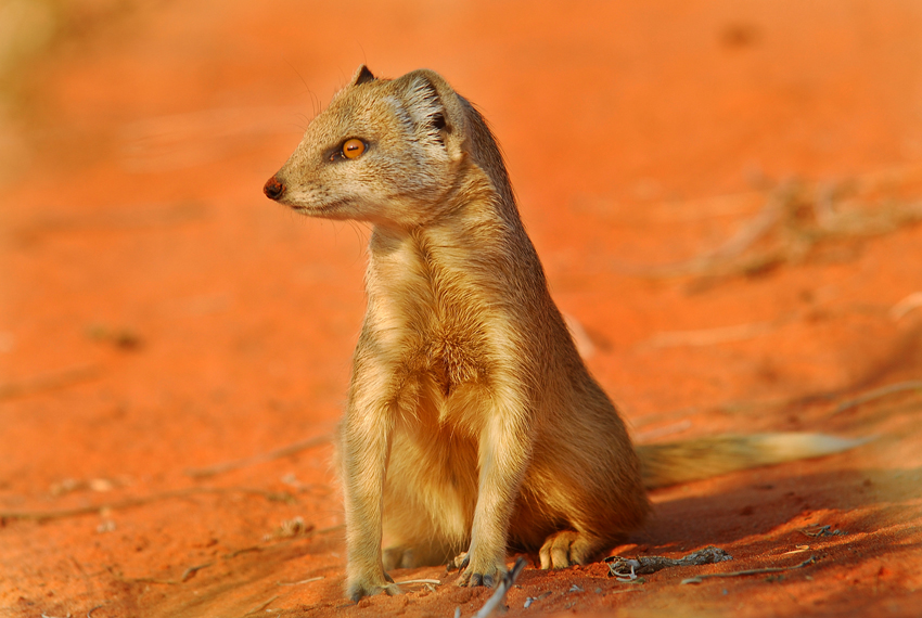 Tswalu Kalahari South Africa 117