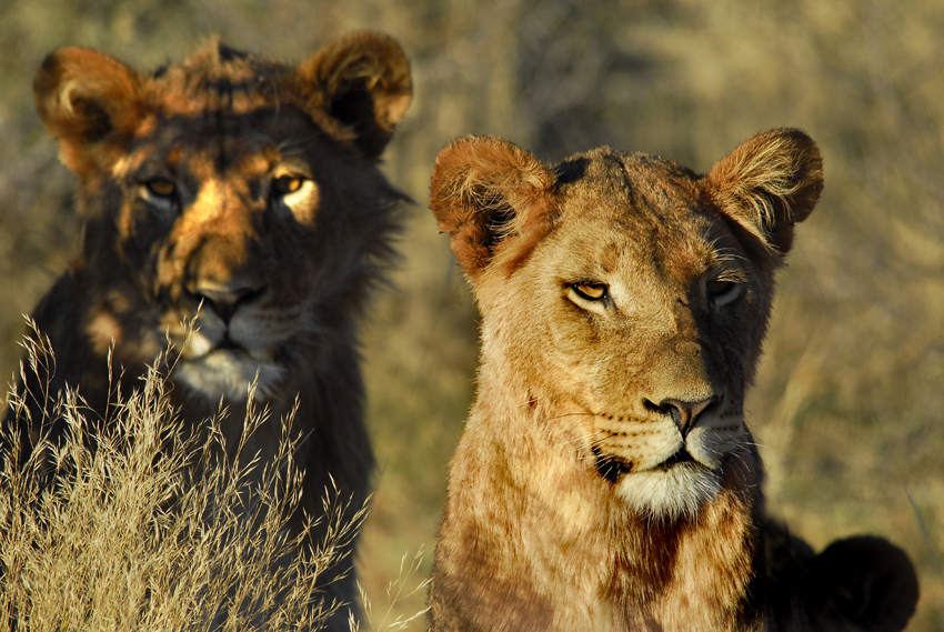 Tswalu Kalahari South Africa 118