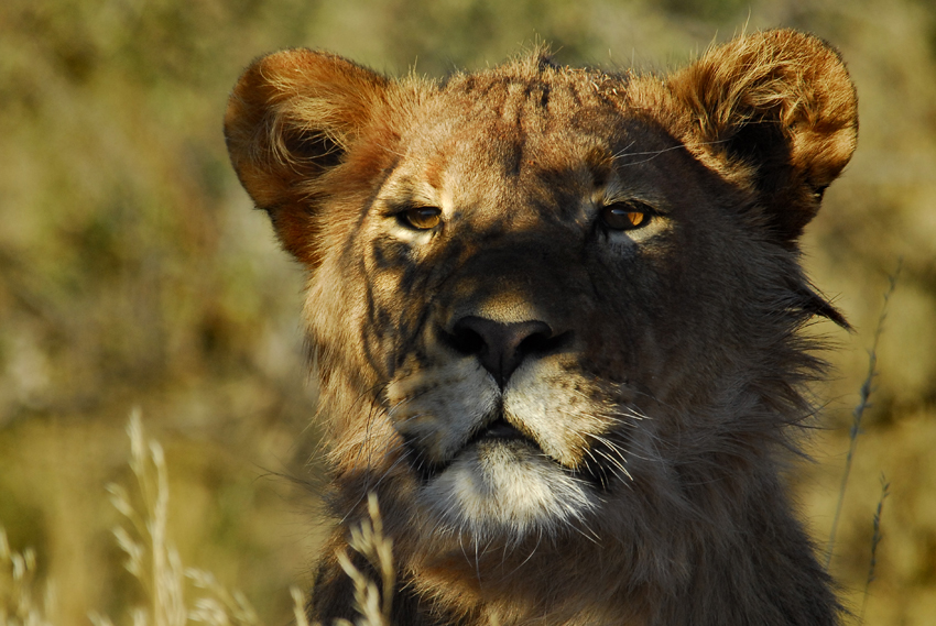 Tswalu Kalahari South Africa 119