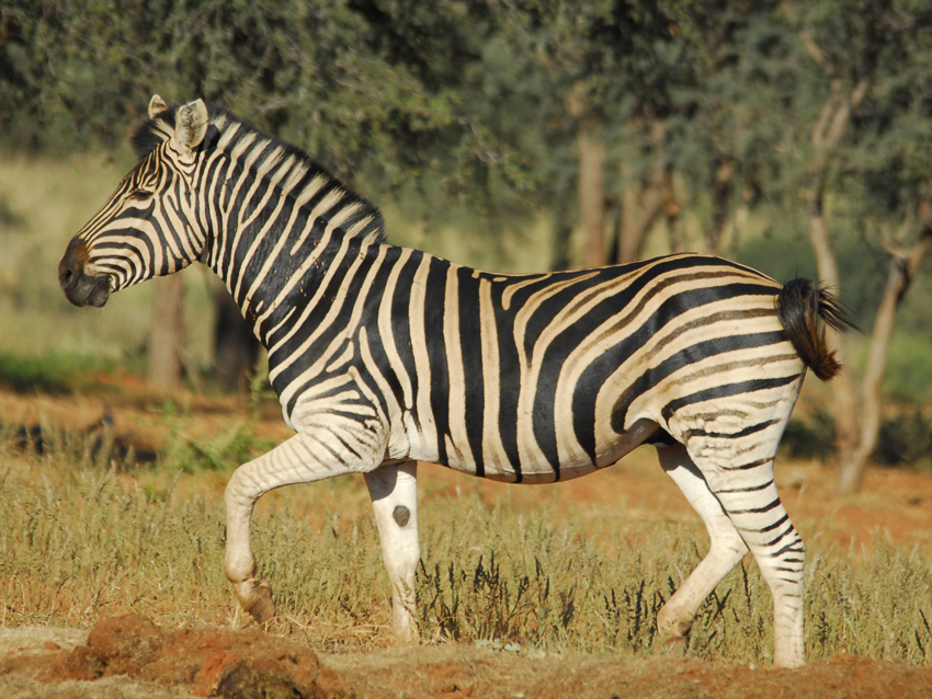Tswalu Kalahari South Africa 120