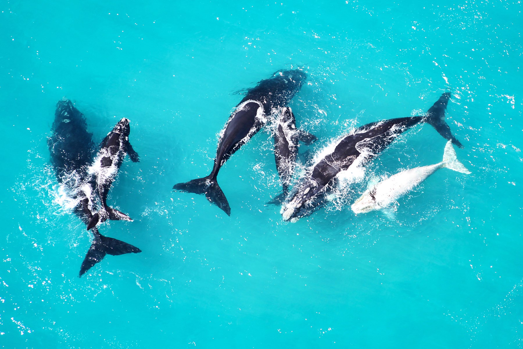 South Africa Grootbos Hermanus South Africa 19