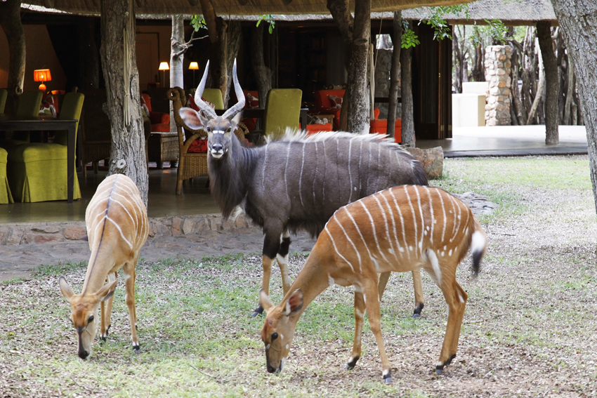Dulini Lodge Kruger South Africa 13