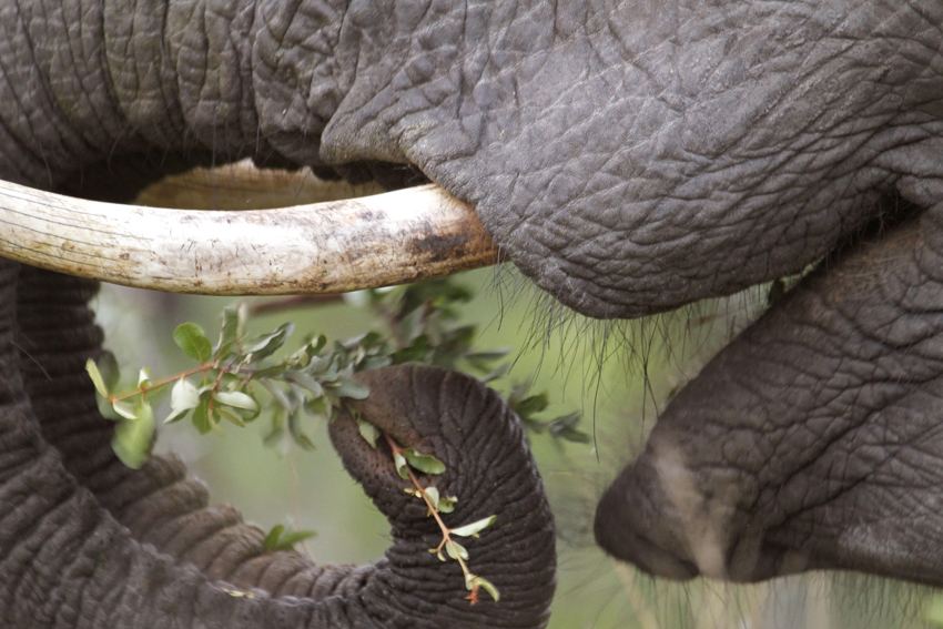 Dulini Lodge Kruger South Africa 6
