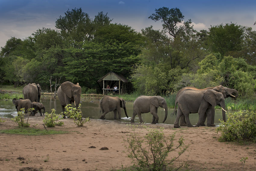 Tanda Tula Kruger South Africa 15