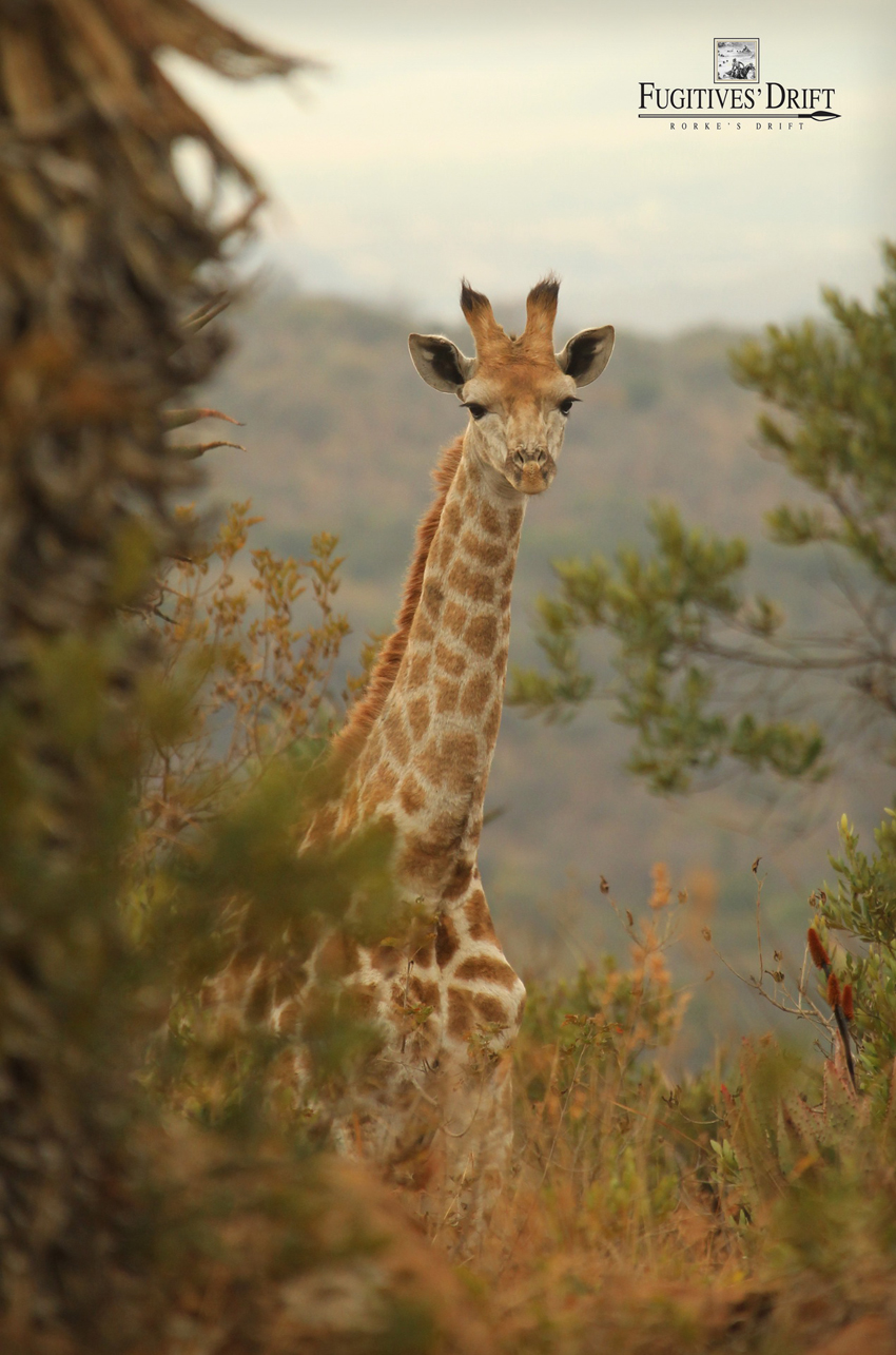 Fugitives Drift Battlefields Kwazulu Natal South Africa 4