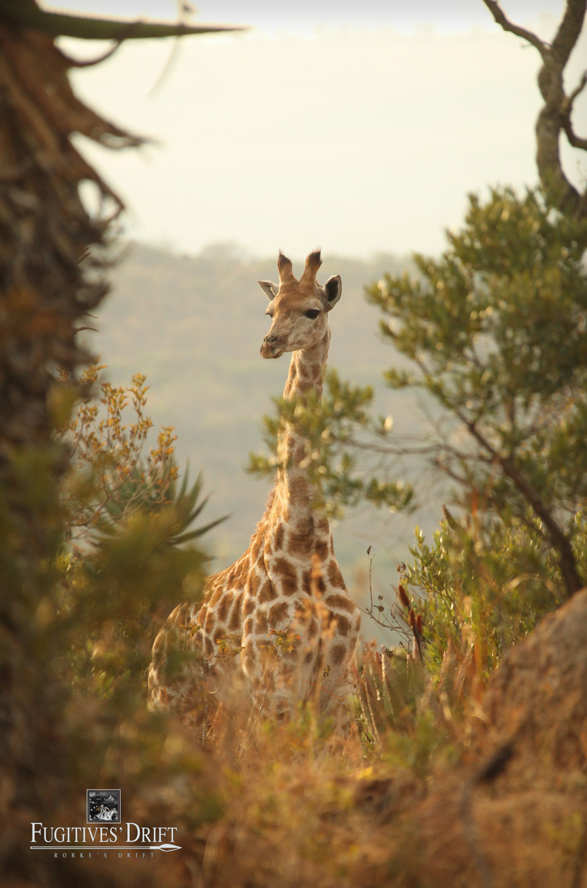 Fugitives Drift Battlefields Kwazulu Natal South Africa 5