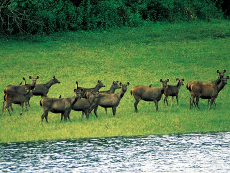 Pench Tiger Reserve North India 3 