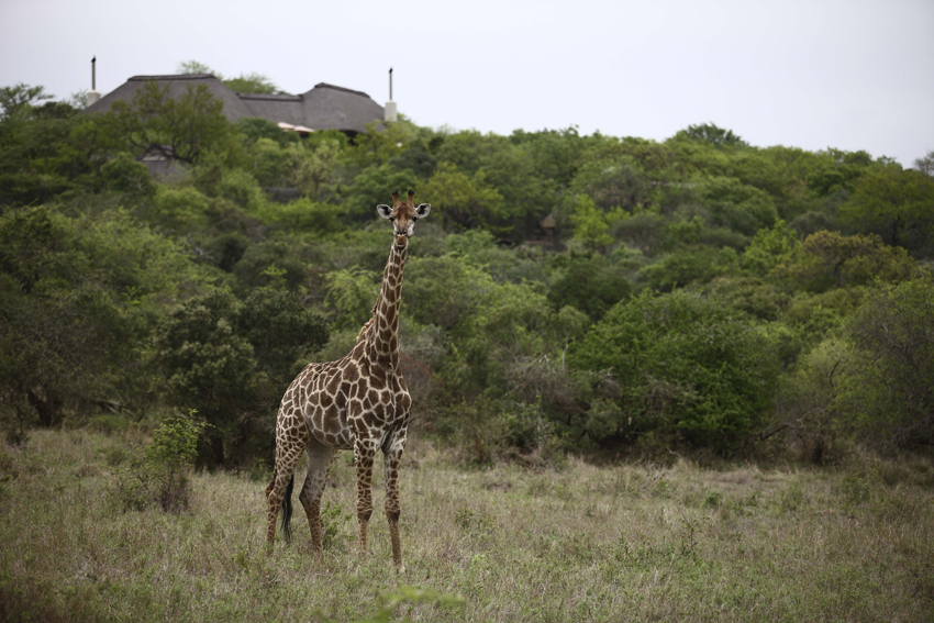 Phinda Andbeyond Hluhluwe Kwazulu Natal South Africa 9