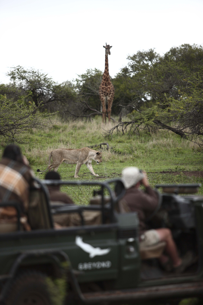 Phinda Andbeyond Hluhluwe Kwazulu Natal South Africa 19