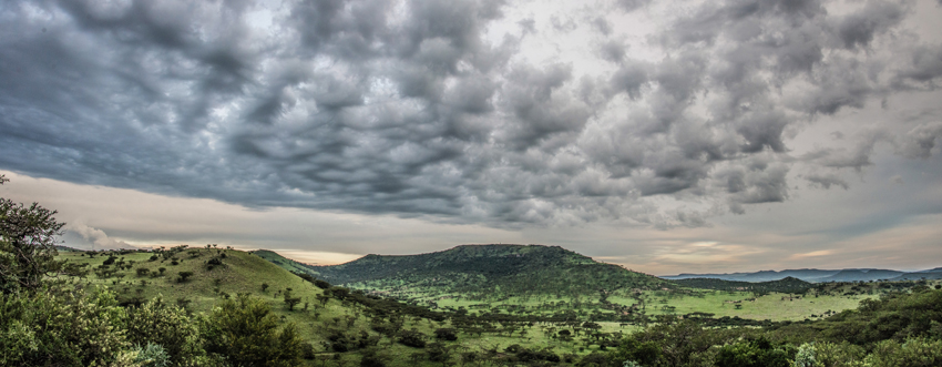 Three Trees At Spioenkop Kwazulu Natal South Africa 33