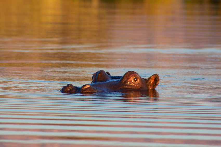 Marataba Safari Lodge Marataba Marakele Waterberg South Africa 25