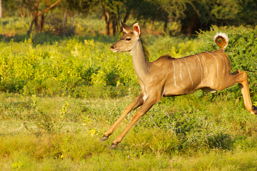 Marataba Safari Lodge Marataba Marakele Waterberg South Africa 26