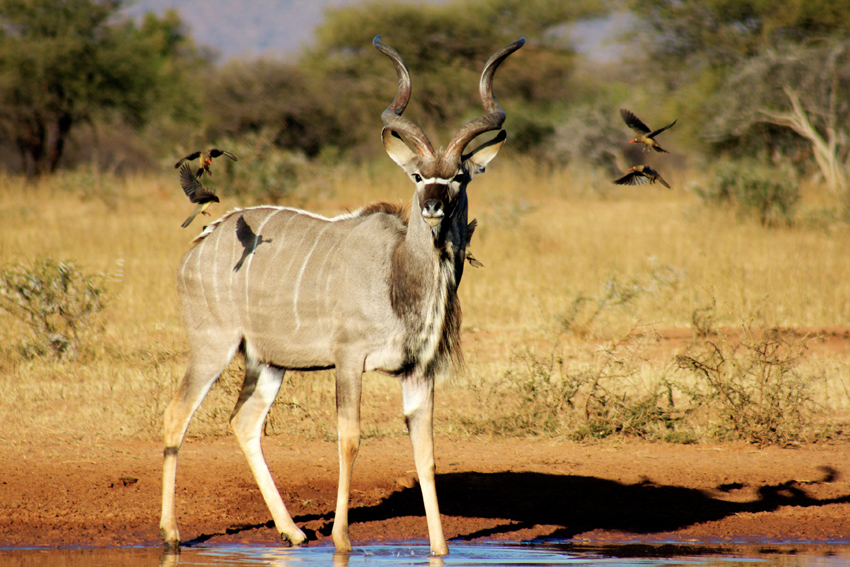 Marataba Safari Lodge Marataba Marakele Waterberg South Africa 27