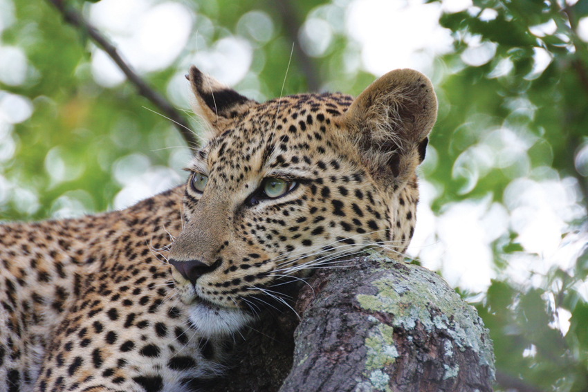 Marataba Safari Lodge Marataba Marakele Waterberg South Africa 28
