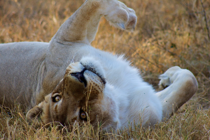 Marataba Safari Lodge Marataba Marakele Waterberg South Africa 29