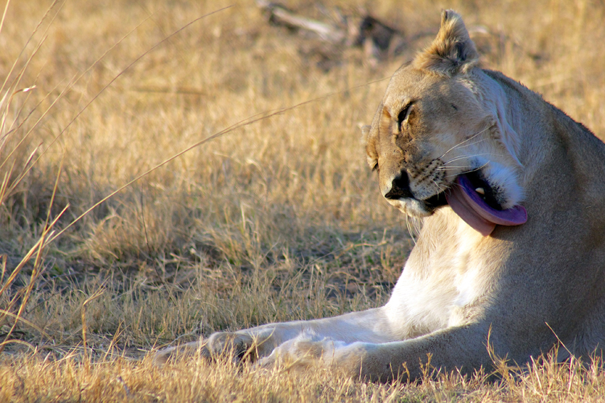 Marataba Safari Lodge Marataba Marakele Waterberg South Africa 31