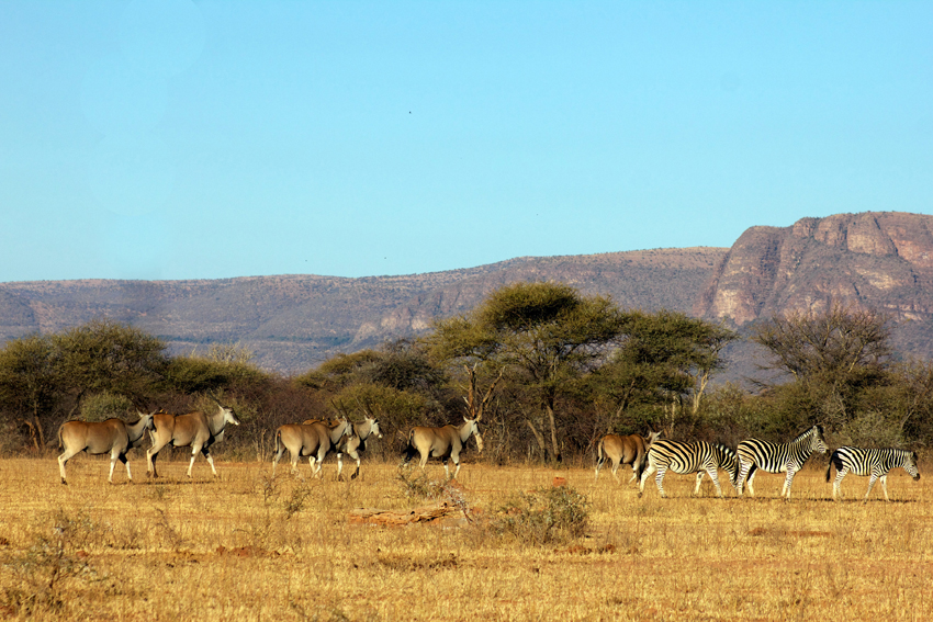 Marataba Safari Lodge Marataba Marakele Waterberg South Africa 32
