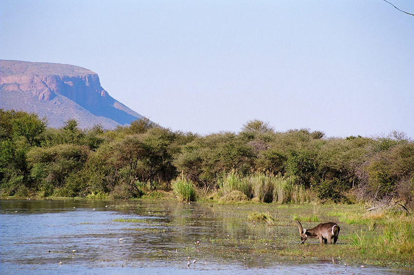 Marataba Safari Lodge Marataba Marakele Waterberg South Africa 36