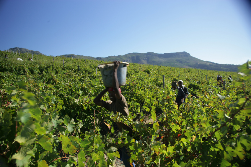 Boschedal Winelands South Africa 66