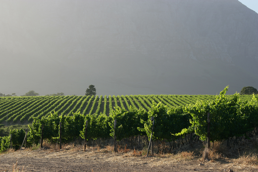 Boschedal Winelands South Africa 70