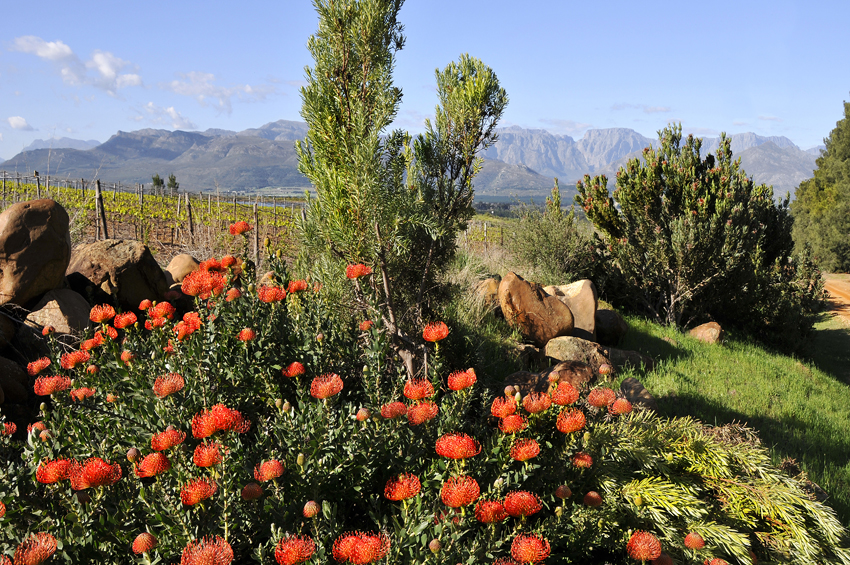 Boschedal Winelands South Africa 4