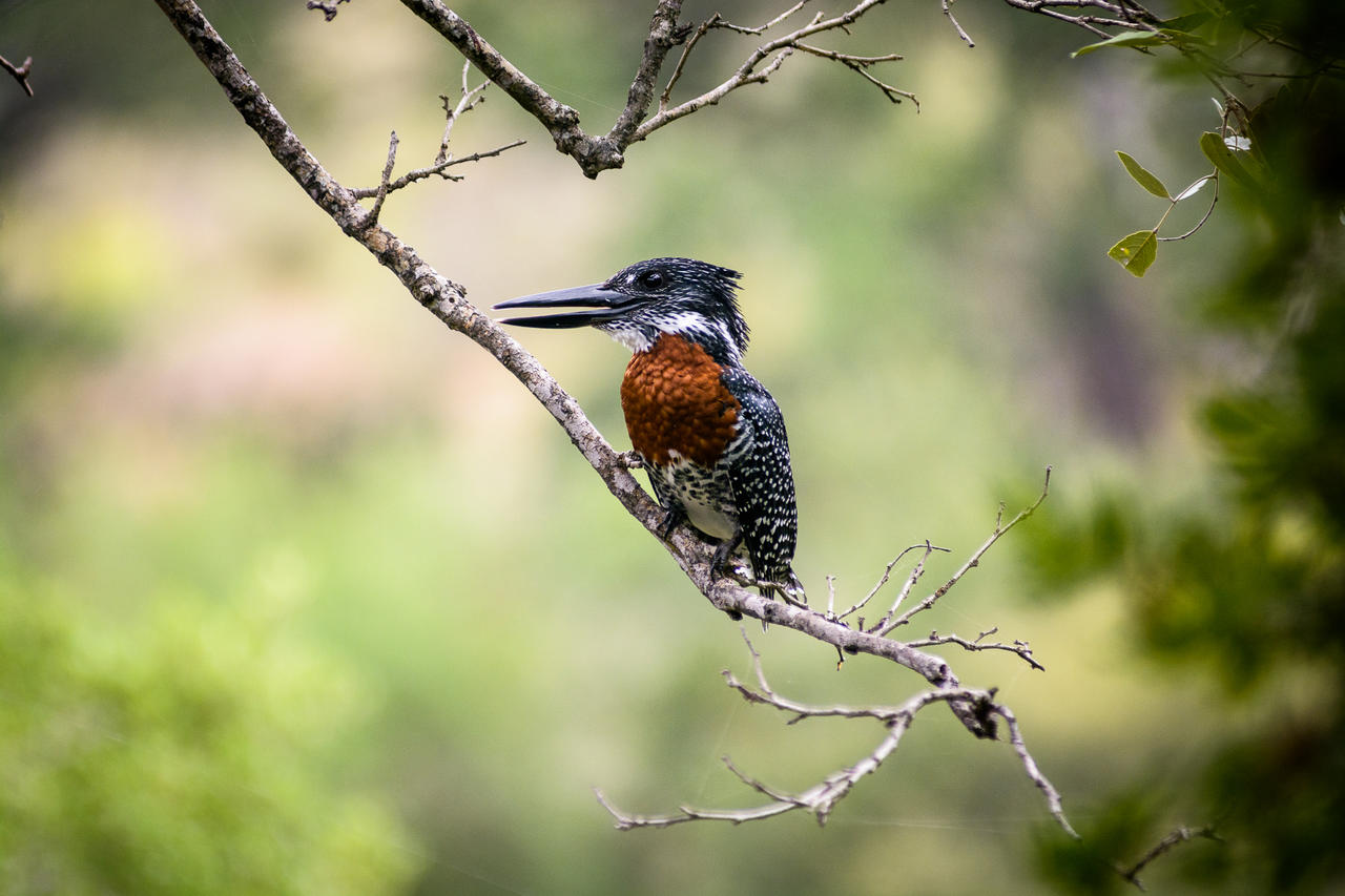 Singita Sweni Lodge Kruger National Park South Africa14