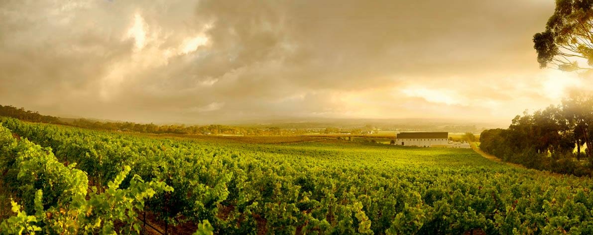 Steenberg Farm And Vineyards Winelands South Africa 9