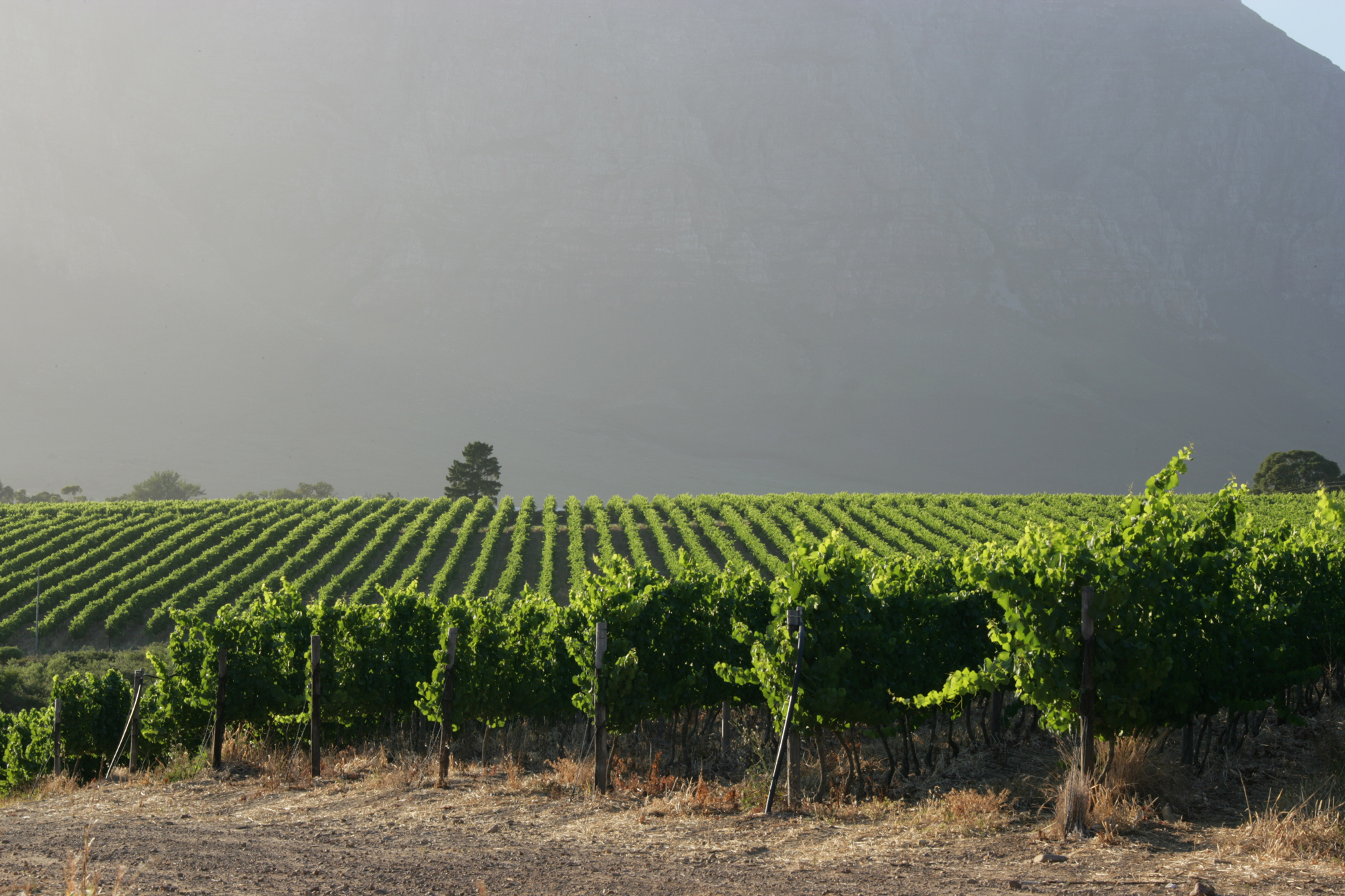 South Africa Boschedal Winelands South Africa 10