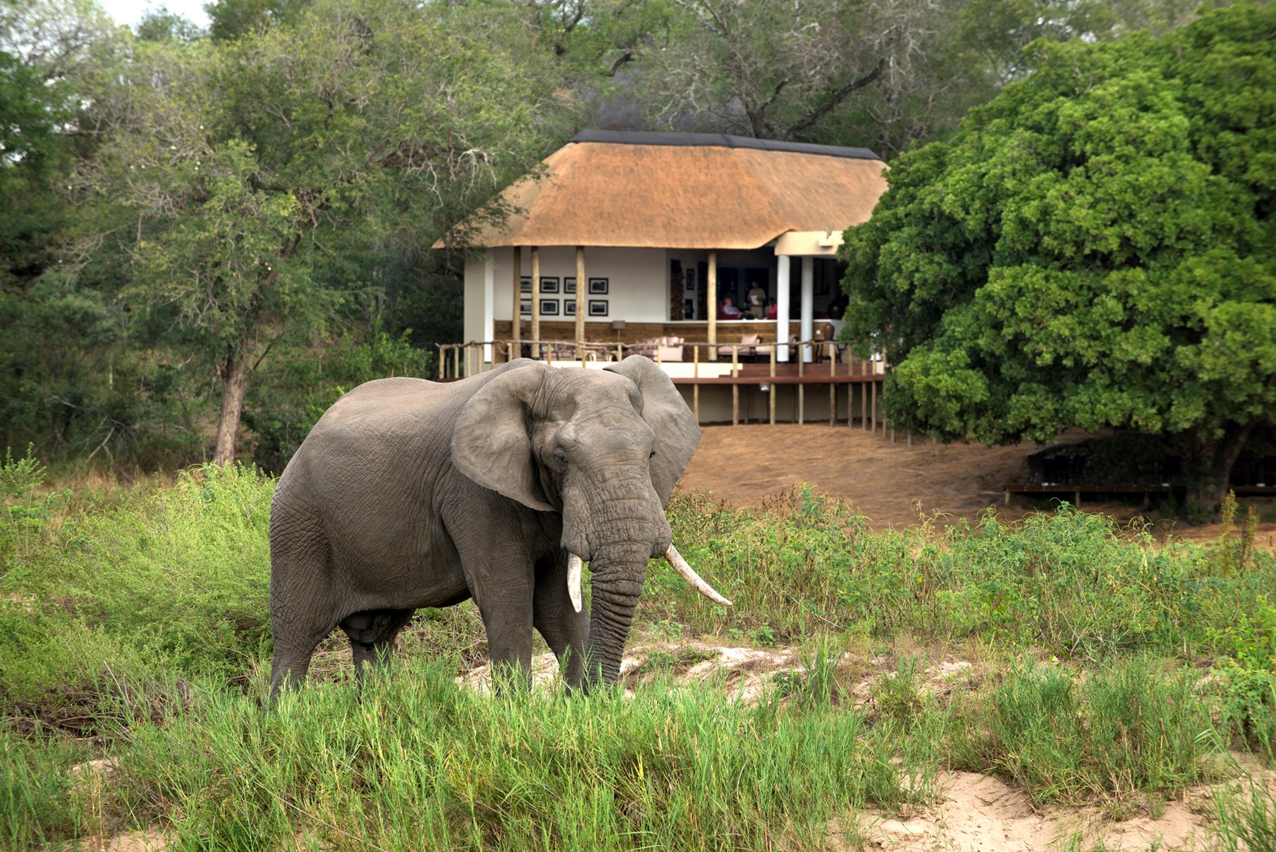 South Africa Dulini River Lodge Collection Kruger South Africa 3