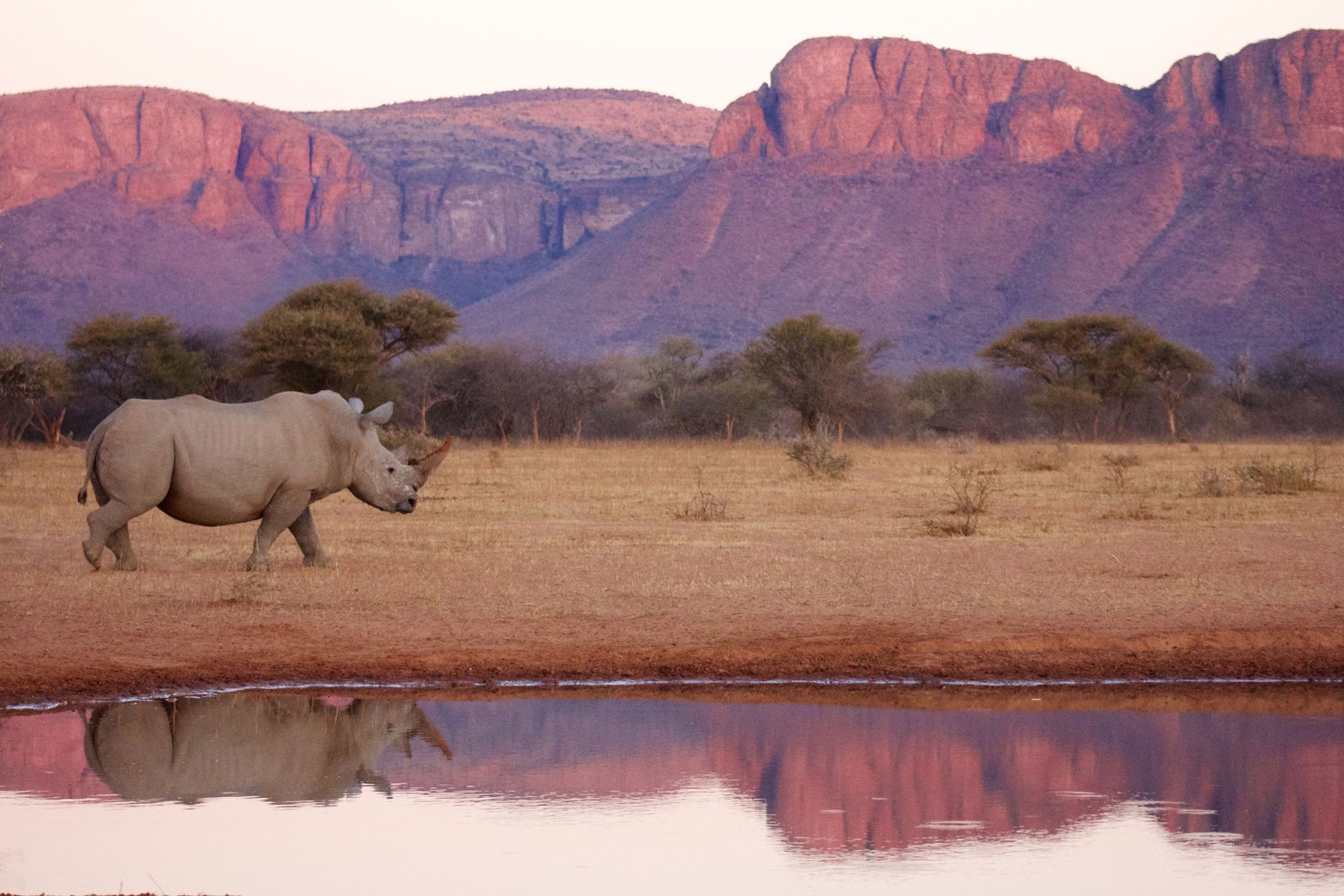 South Africa Marataba Safari Lodge Marataba Marakele Waterberg South Africa 17