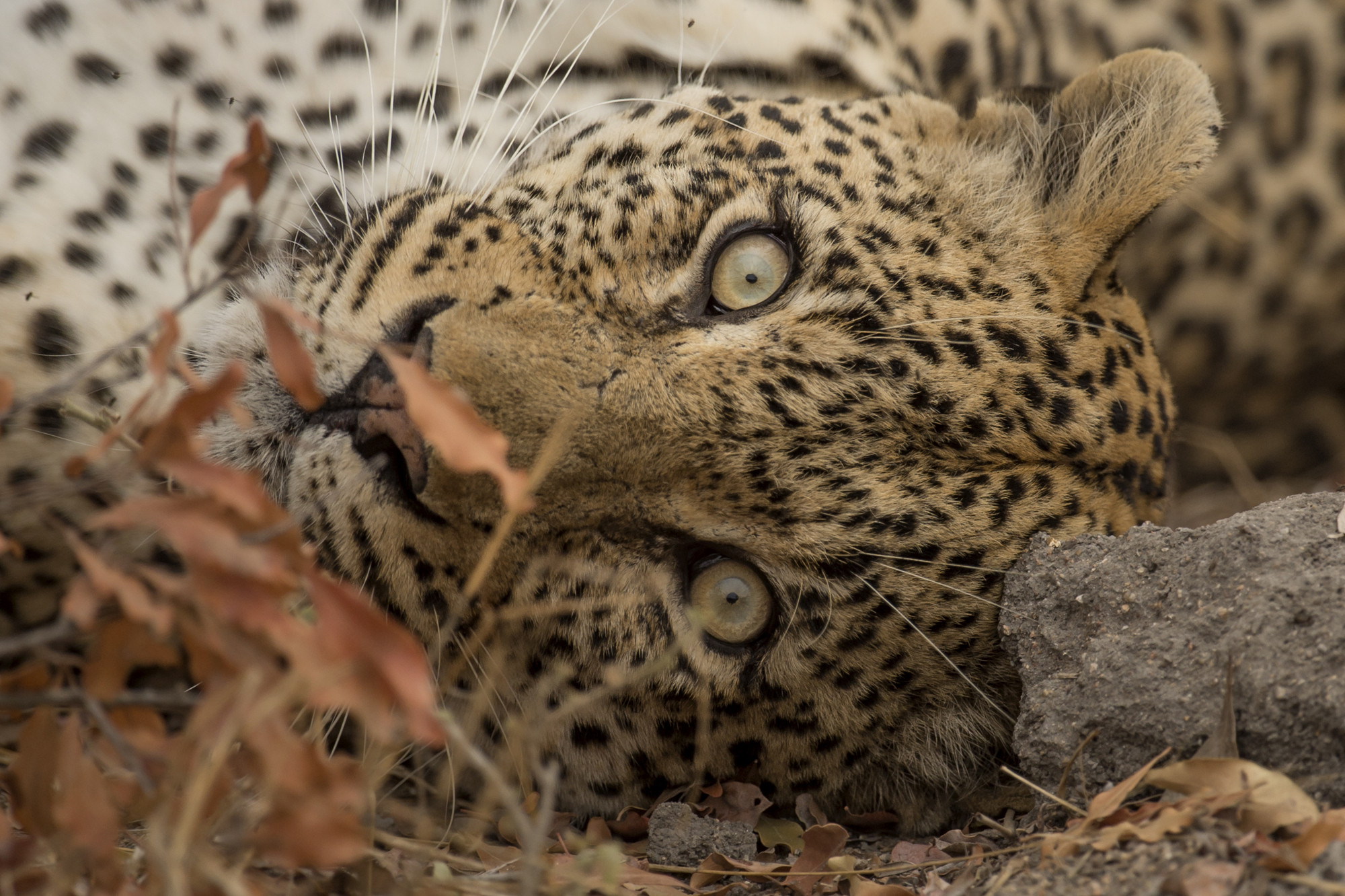 South Africa Singita Boulders Lodge Kruger South Africa 7