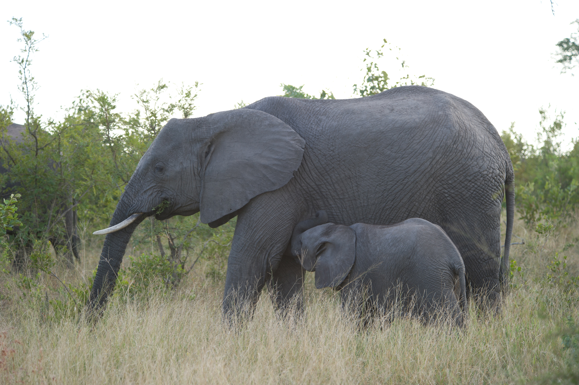 South Africa Singita Boulders Lodge Kruger South Africa 5