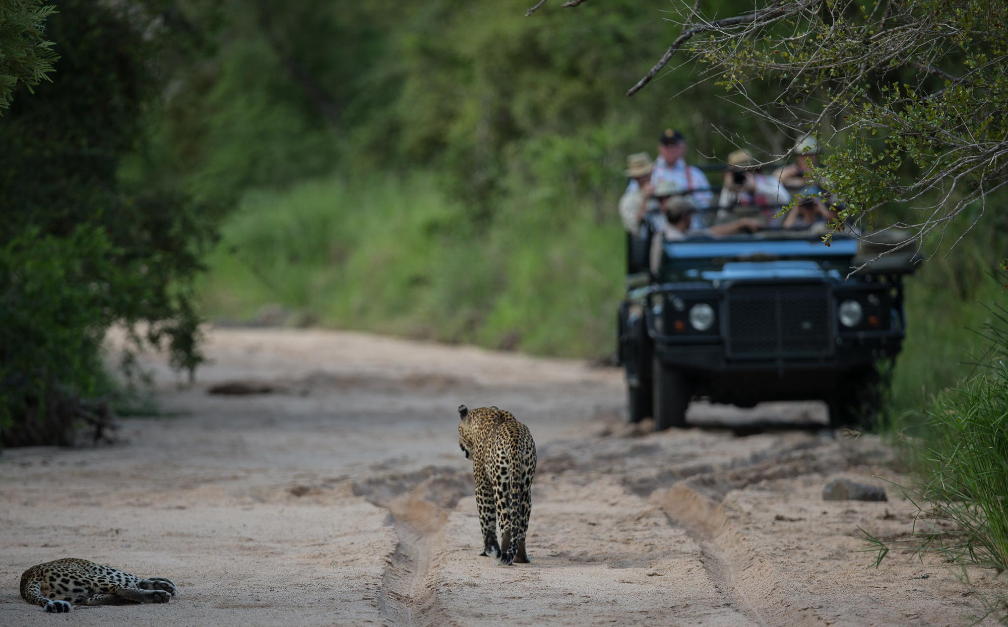 South Africa Singita Castleton Lodge Kruger South Africa 1