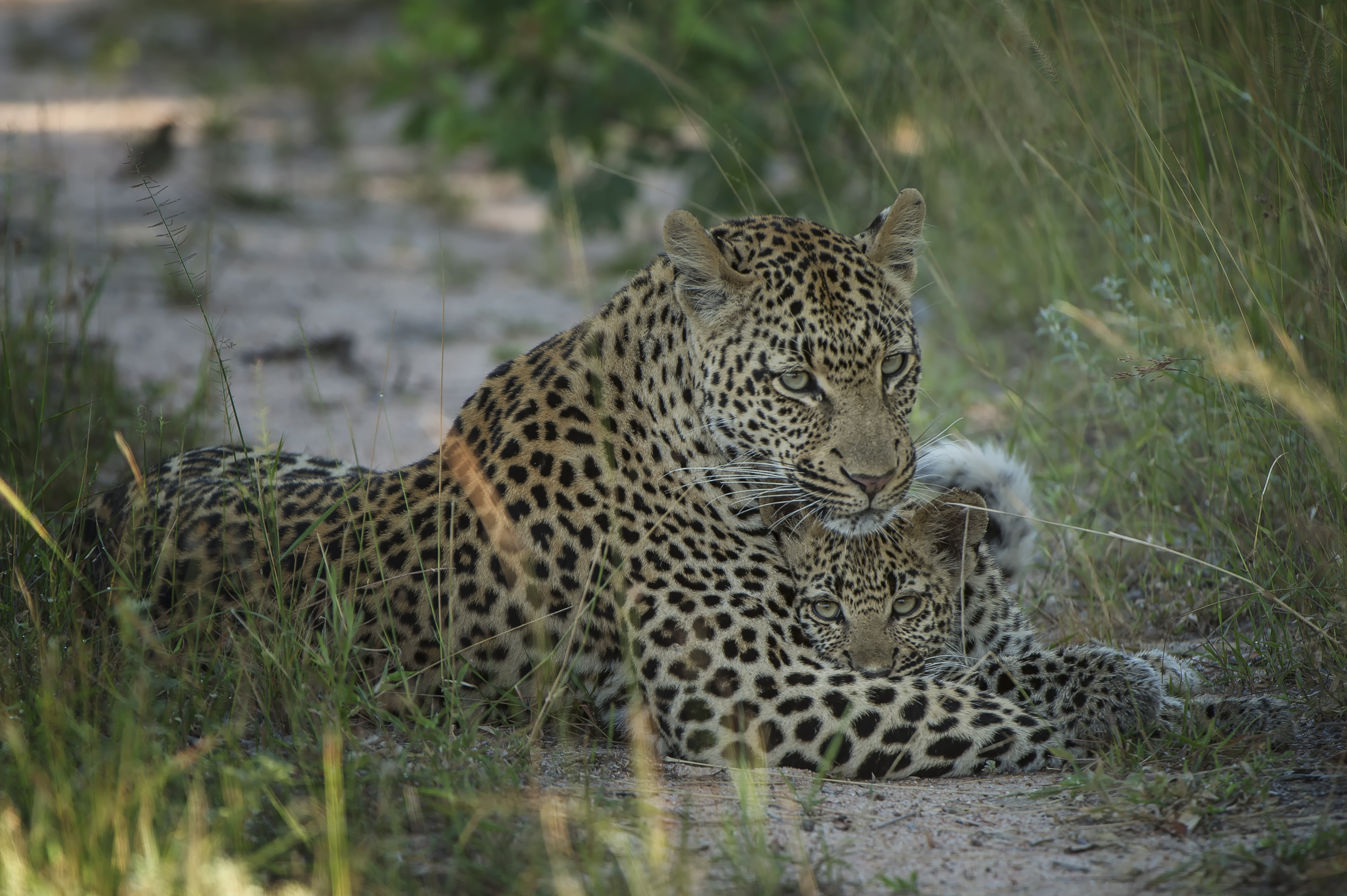 South Africa Singita Ebony Lodge Kruger
