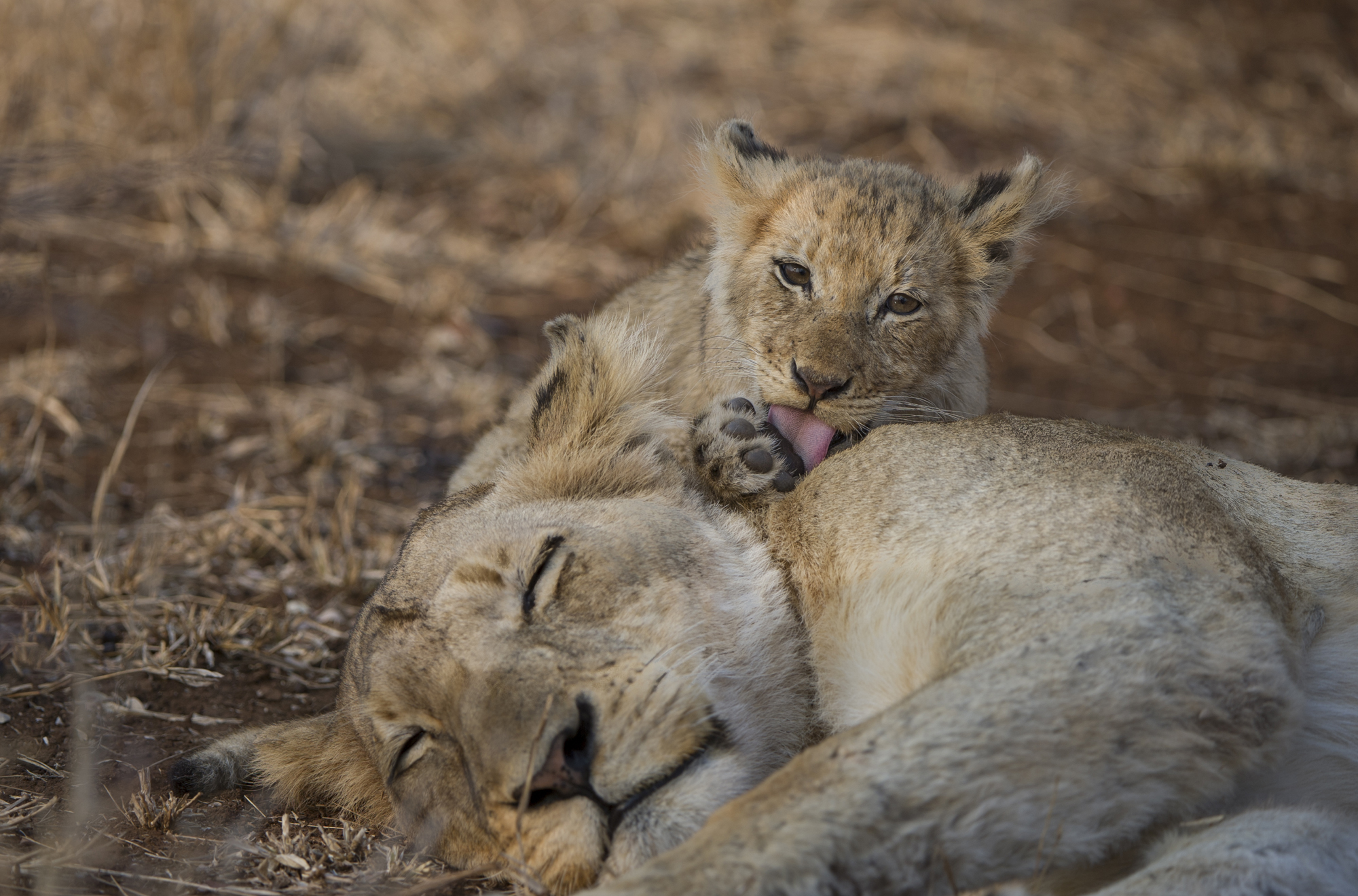 South Africa Singita Sweni Lodge Kruger 3
