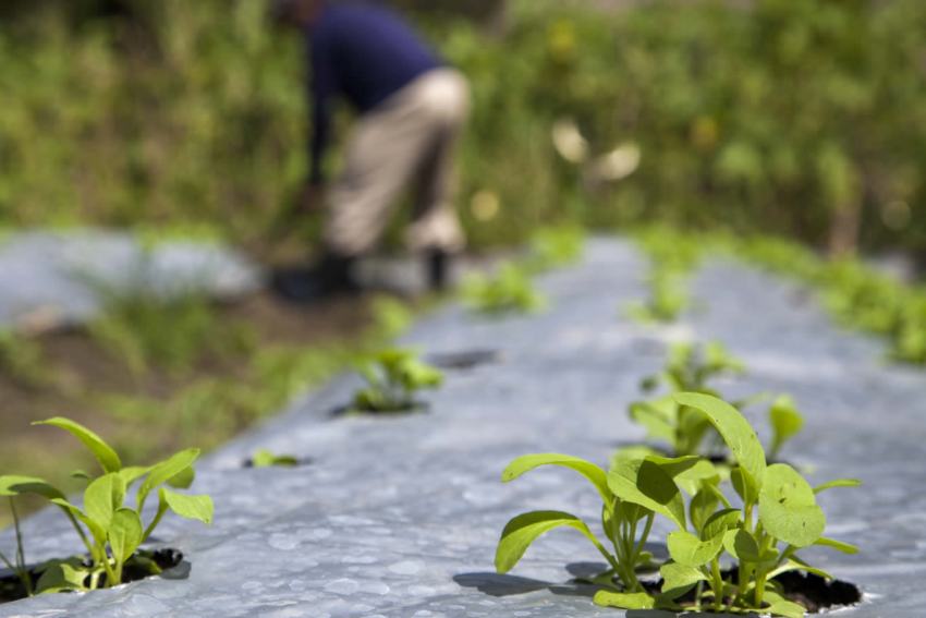Royal Pita Maha Bali Indonesia 13