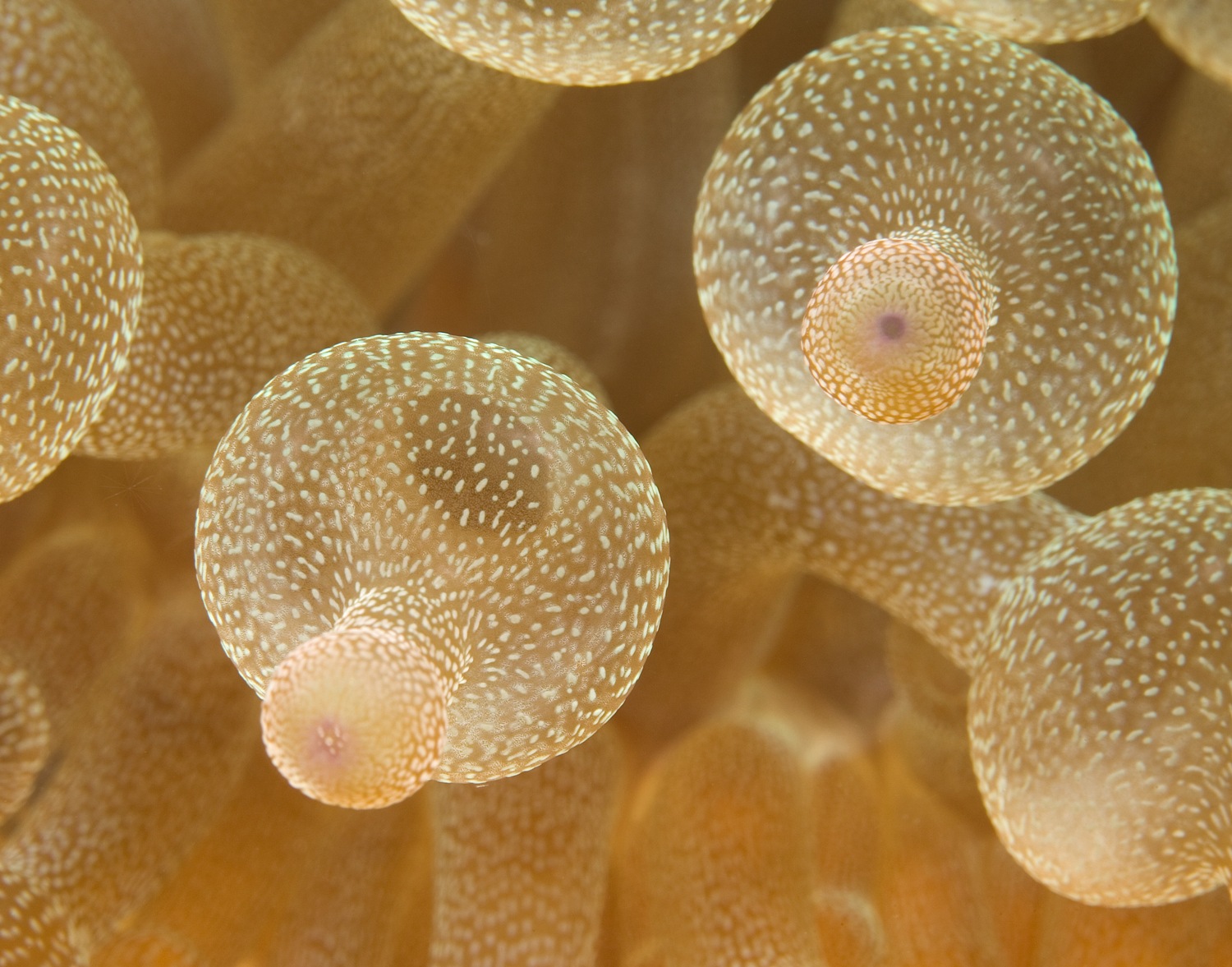 Indonesia Bulb Tentacle Sea Anemone Sulawesi