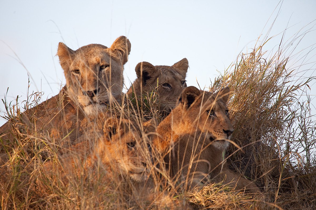 Chitwa Chitwa Sabi Sands Kruger South Africa 35